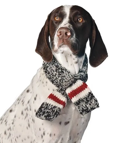 Stormy Weather Boyfriend Pet Scarf